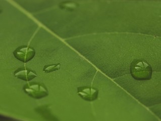 Drops on leave
