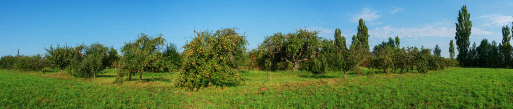apples ripe on a tree. A panorama of fruit trees.