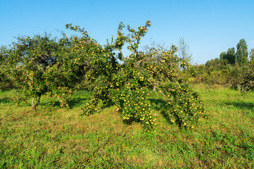 Fototapeta na wymiar Vintage apples in the fall.