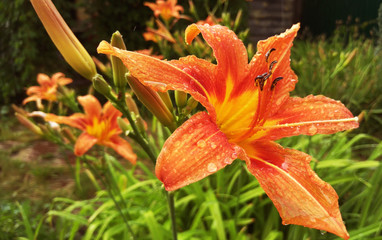 lily after the rain