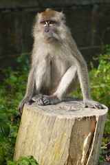 Naklejka premium Macaque on a trunk