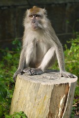 Macaque on a trunk