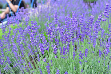 Fototapeta premium lavender