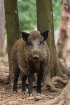 Sanglier m&acirc;le