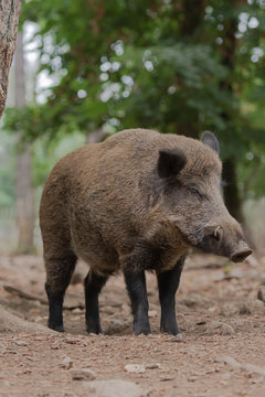 Sanglier m&acirc;le