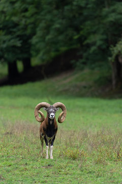 mouflon de Corse m&acirc;le