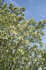 Fototapeta na wymiar Flowering tree Robinia pseudoacacia