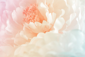 Obrazy  Kwiaty chryzantemy w delikatnym pastelowym kolorze i stylu rozmycia tła