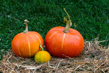 Pumpkins lie on the straw against the background of green grass. Pumpkin harvesting. Autumn vegetables