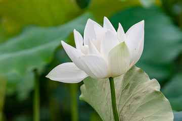 Obraz premium 백련