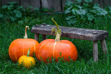 Pumpkins on the green grass. Harvesting pumpkin. Autumn vegetables
