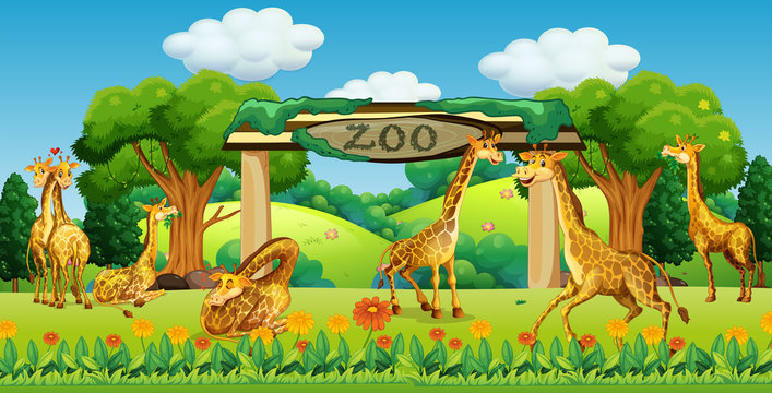 A giraffe family in the zoo