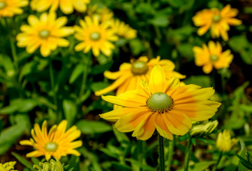 ルドベキア　プレリーサン