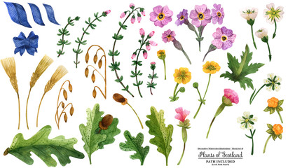 Watercolor plants of Scotland