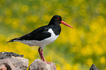 oystercatcher with side view sitting on a heap of stones on a lush yellow bokeh background