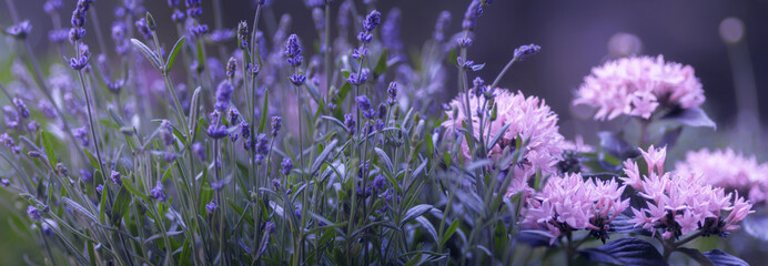 Lavendel, Blumenwiese mit rosa, Panorama
