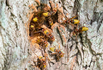 Hornissen an einer Baumh&ouml;hle, 18108.jpg