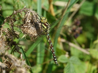 Female southern hawker dragonfly (Aeshna cyanea)