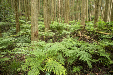 スギ林の下のシダの群落