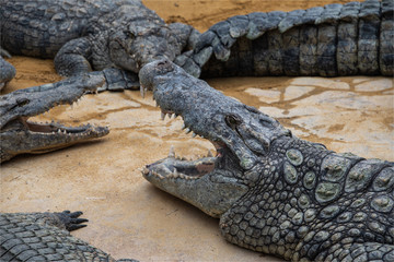 Crocodiles dans la ferme aux crocodiles à Pierrelatte dans la Drôme en France 