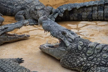 Cercles muraux Crocodile Crocodiles dans la ferme aux crocodiles à Pierrelatte dans la Drôme en France 