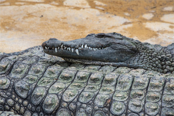 Crocodiles dans la ferme aux crocodiles à Pierrelatte dans la Drôme en France 