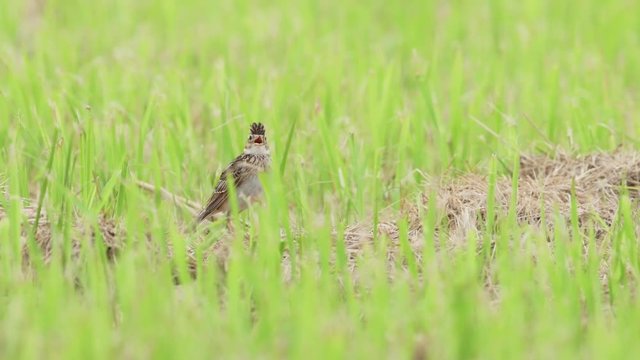 囀るヒバリ(Eurasian skylark)