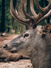 Beautiful deer portrait