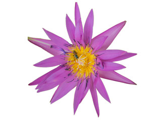 beautiful Purple lotus flowers and the bud on the flowers on white background
