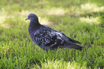 A portrait of a pigeon with beautiful hackle feathers.