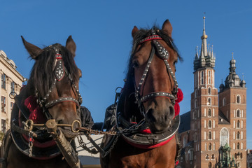 Naklejka na ściany i meble Pair of horses with in the background the facade of the Basilica of Saint Mary in the historic center of Krakow, Poland, on a beautiful sunny day and blue sky