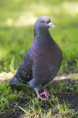 A portrait of a pigeon with beautiful hackle feathers.