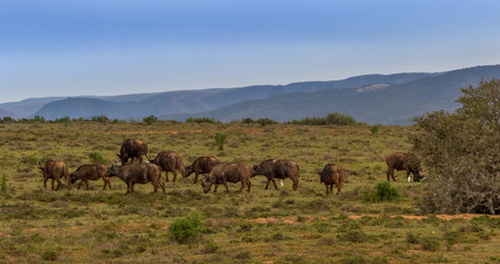 Obraz premium Cape buffalo roam the hills in the Addo Elephant National Park in the Eastern Cape province of South Africa image with copy space in landscape format
