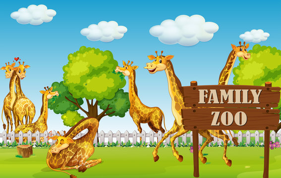 A giraffe family in the zoo