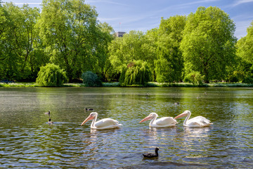 Pelicans on lake