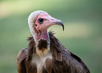 portrait of a hooded vulture on a soft green background