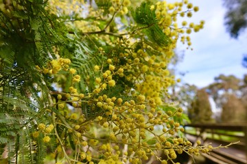 Australian Yellow Wattle Blooming in Spring