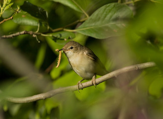 Willow Warbler with a caterpillar