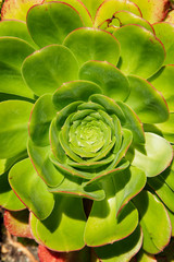 Succulent green plant