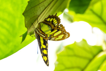 Schmetterling