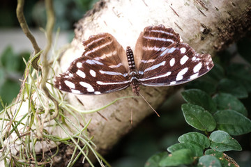 Schmetterling