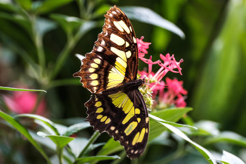 Schmetterling