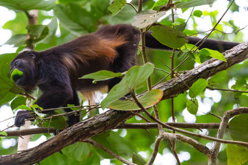 Fototapeta premium Howler monkey in Punta Cahuita National Park in Puerto Viejo in Costa Rica