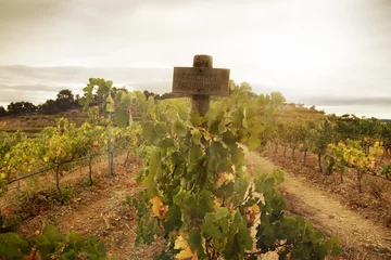 Fotobehang Vineyard in autumn environment with sign of of grapes Cabernet Sauvignon kind © danielsbfoto