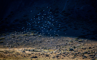 Sheep farming in Tibet, China