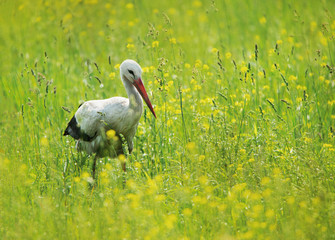 white stork walking in a yellow flowering meadow