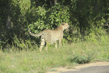 Cheetah coming out of the bush, Kruger National Park savannah, South Africa