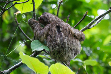 Tinsel snake or Bothriechis schlegelii in Punta Cahuita National Park in Puerto Viejo in Costa Rica