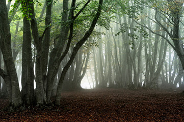 Fototapeta premium Canfaito