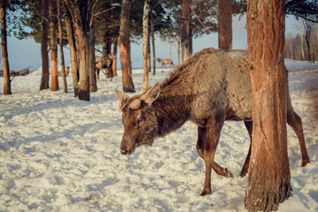 Red deer on an animal farm in winter